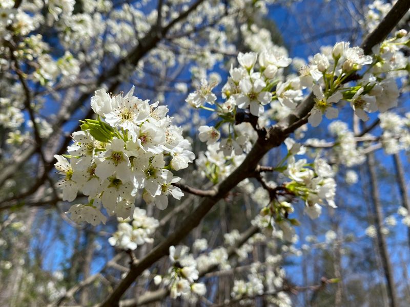 Callery Pear (Pyrus calleryana)