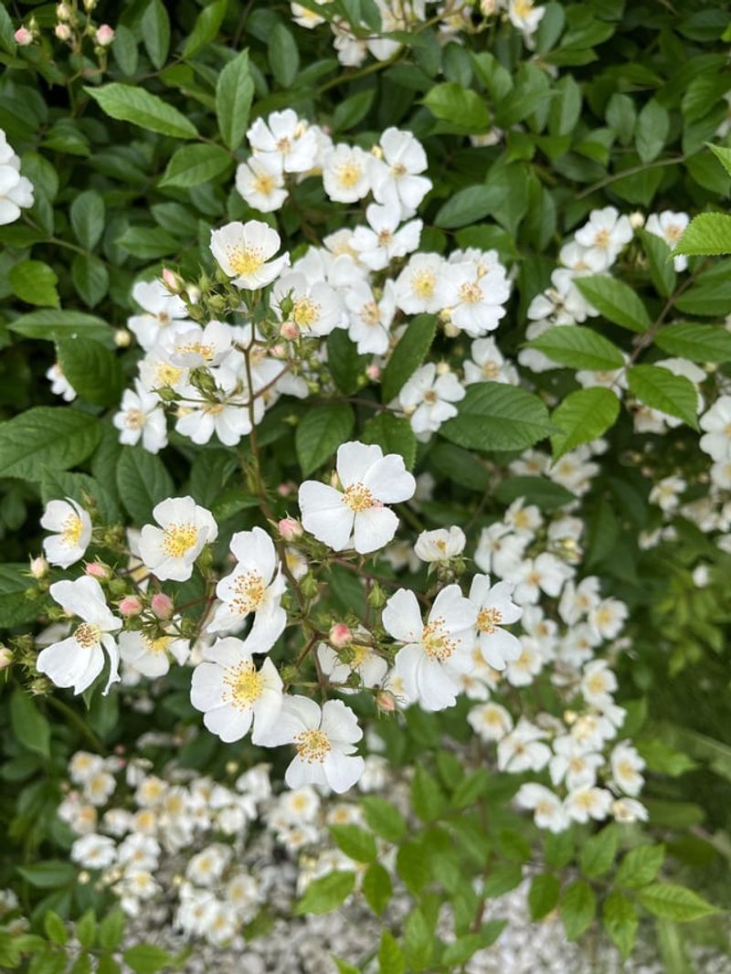 Multiflora Rose (Rosa multiflora)