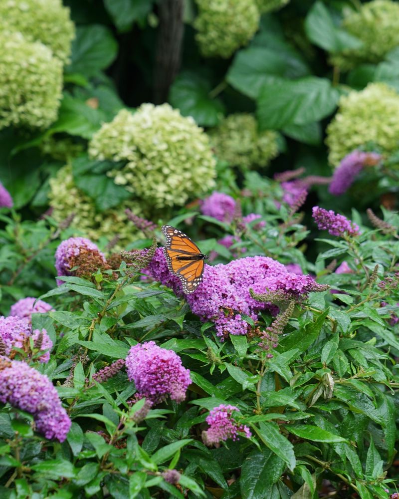 Butterfly Bush's False Advertising