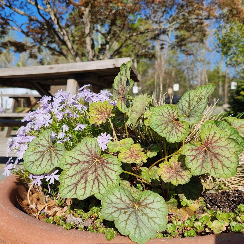 Coral Bells – The Foliage Superstar