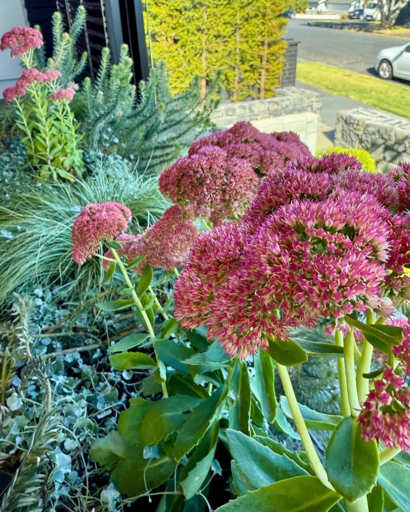 Sedum's Sunshine Requirement