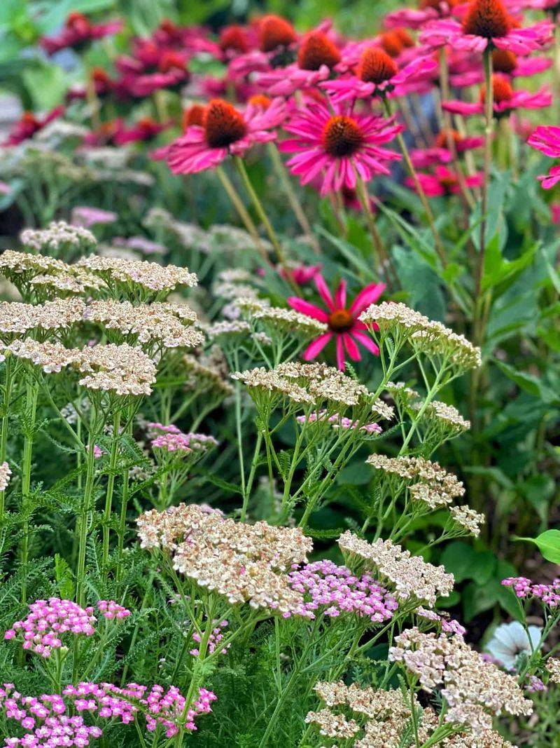 Yarrow