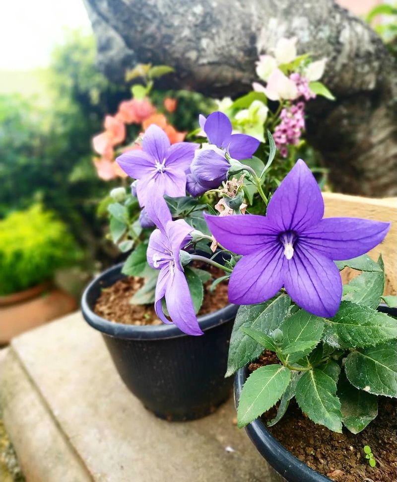 Balloon Flower