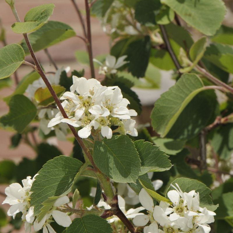 Serviceberry