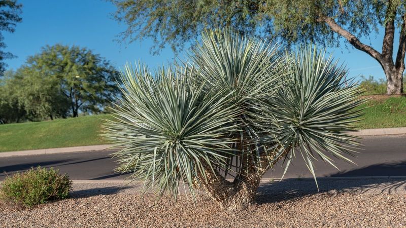 Yucca