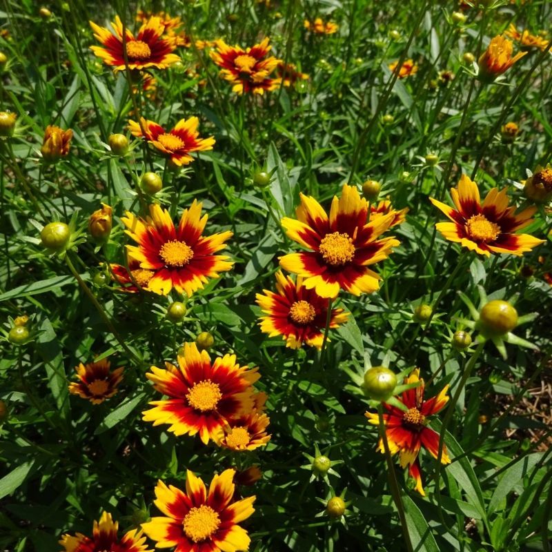 Coreopsis