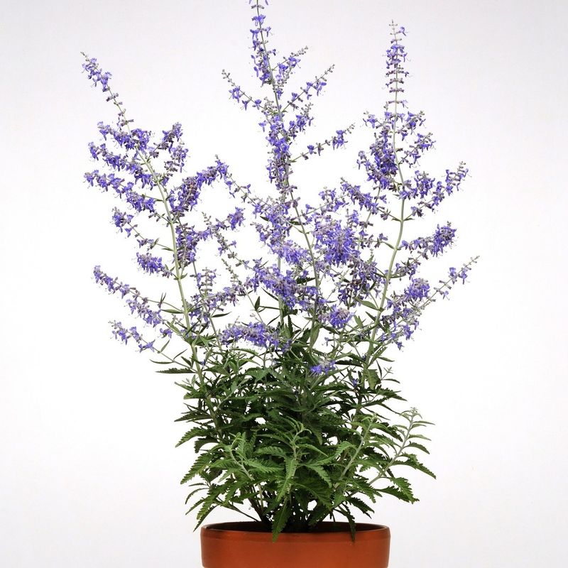 Dwarf Russian Sage