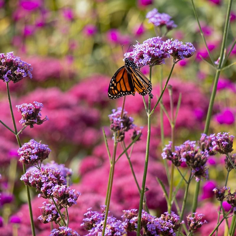 Verbena Bonariensis