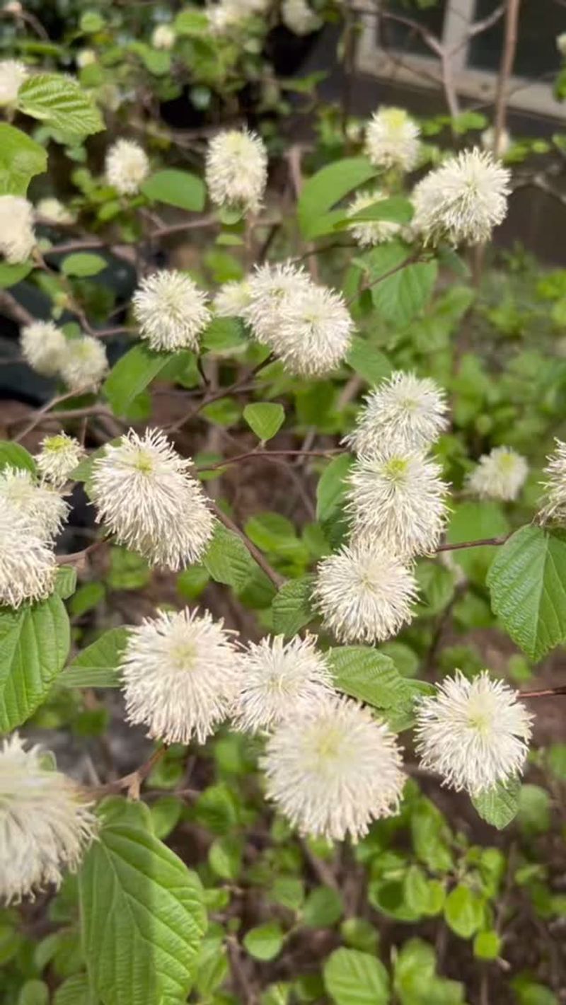 Dwarf Fothergilla