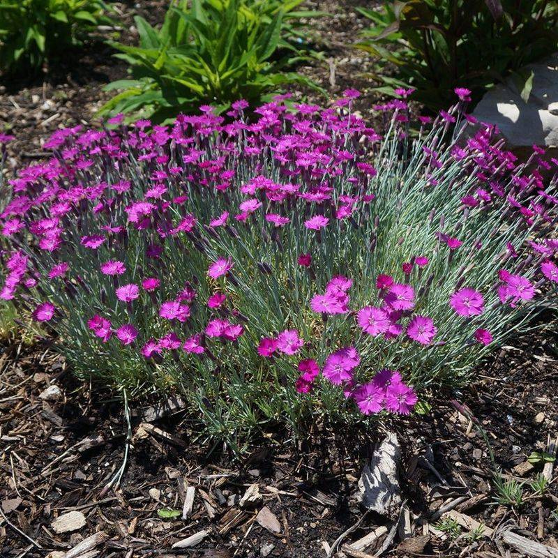 Cheddar Pinks: Spicy Ground Cover