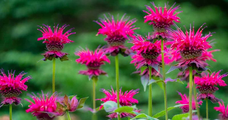 Bee Balm (Monarda didyma)
