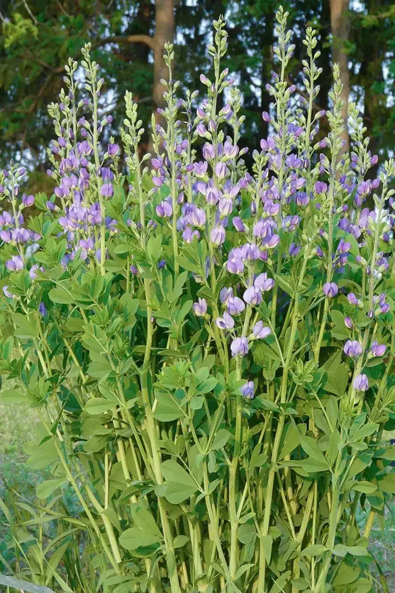 Baptisia's Deep Taproot System