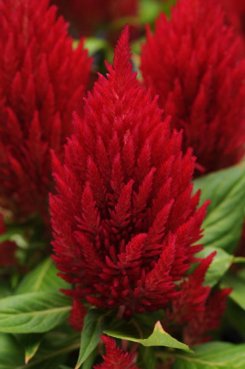 Celosia: Flame-Like Sun Worshipper