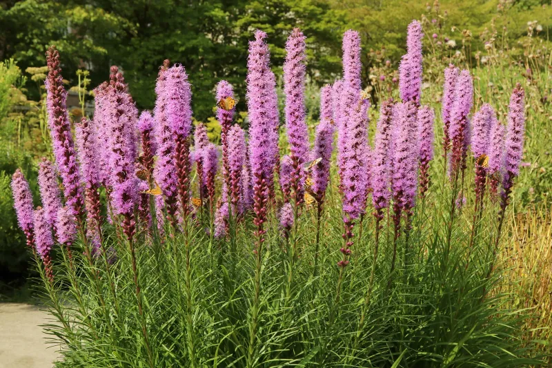 Liatris: The One-Week Wonder