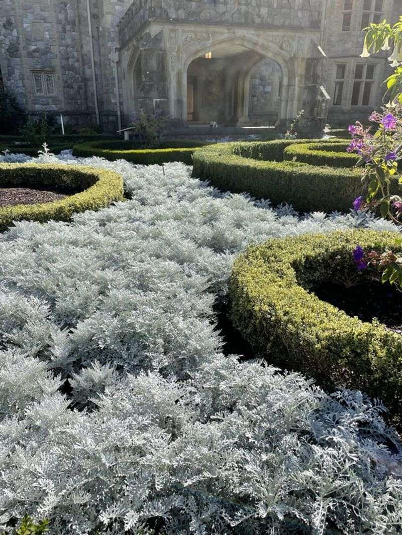 Dusty Miller