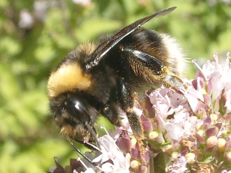 Franklin's Bumblebee