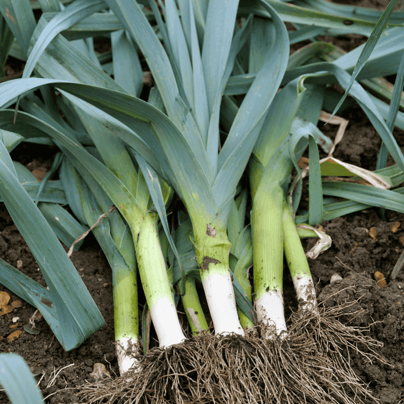 Leeks - Vertical Space-Savers
