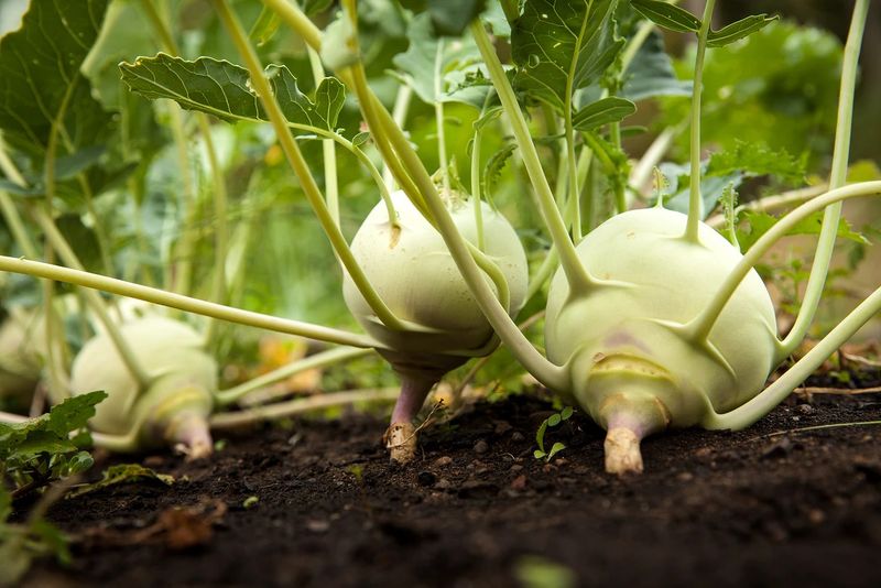 Kohlrabi: Narrow Harvest Window, Tough Exterior