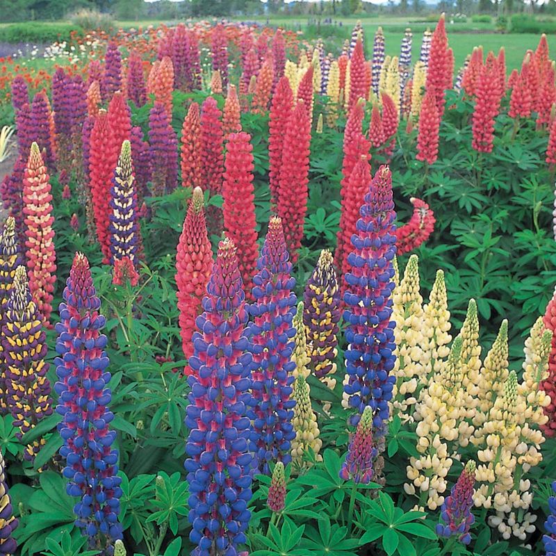 SKIP: Lupine