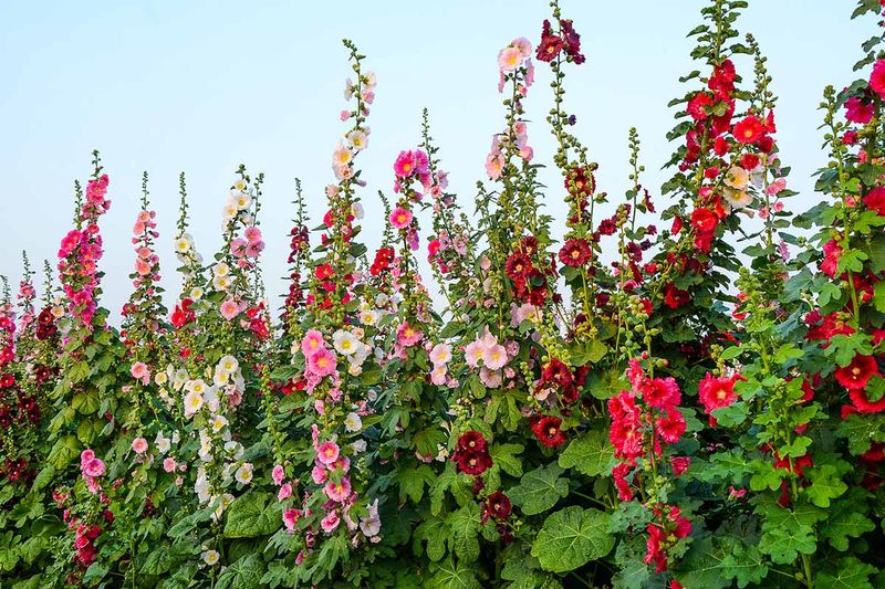 SKIP: Hollyhock