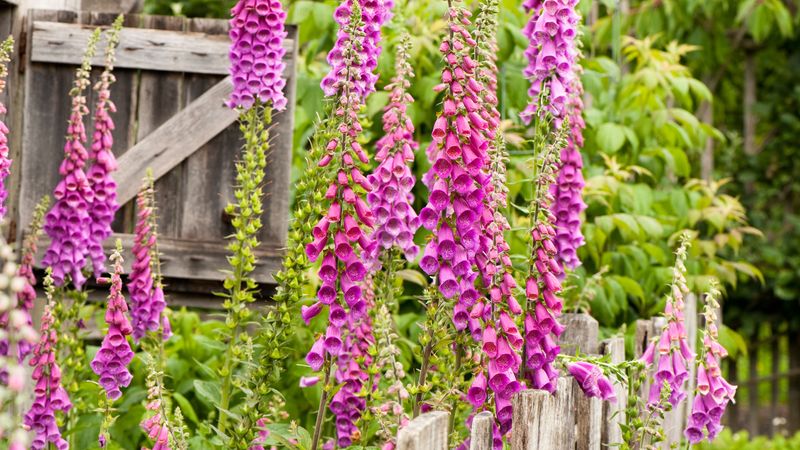 SKIP: Foxglove