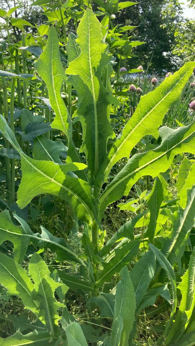Wild Lettuce