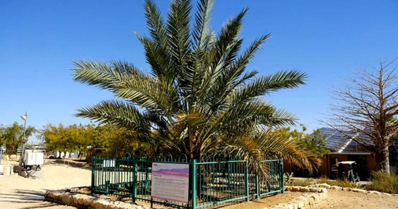 Judean Date Palm - From Biblical Times