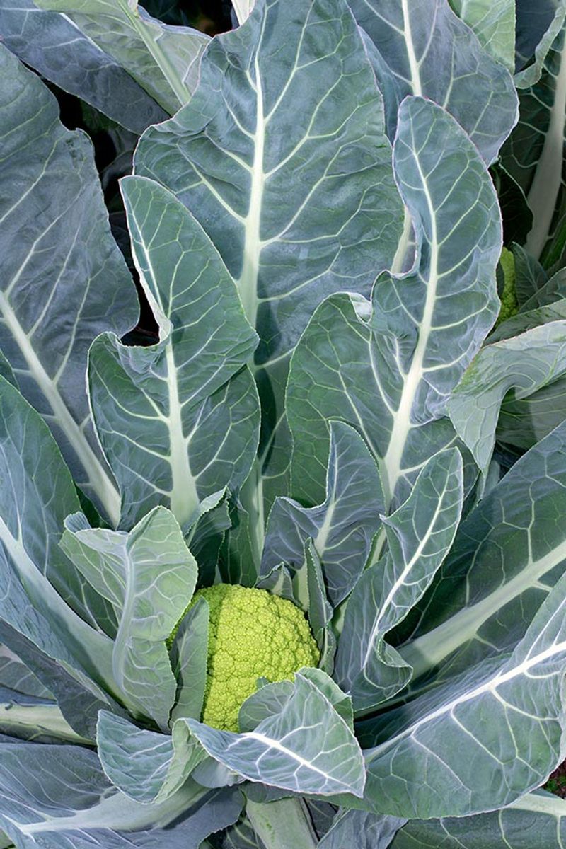 Brassica Oleracea - The Roman Cabbage