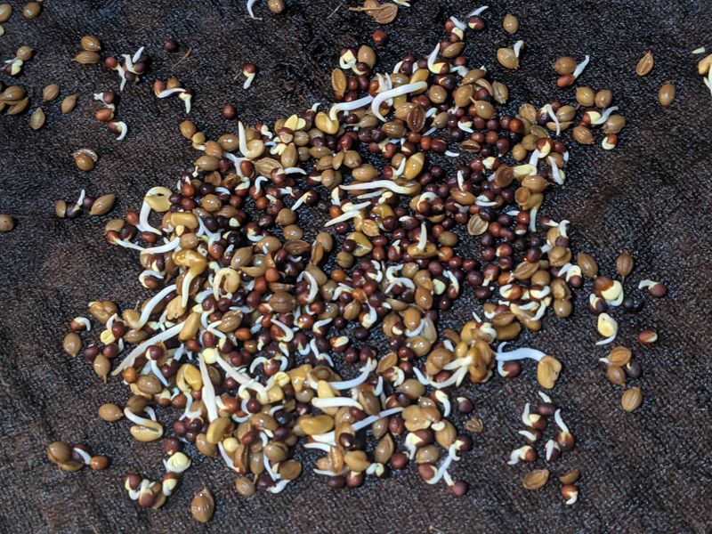 Fenugreek Seed Sprout Stimulator