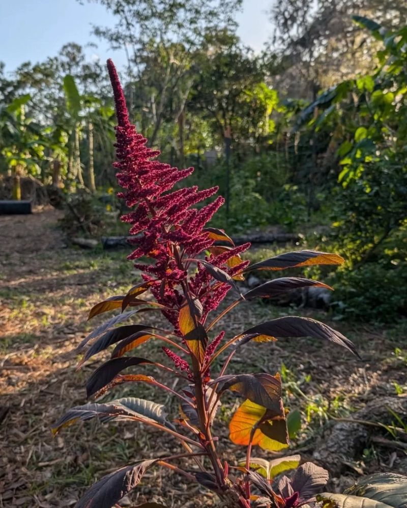 Amaranth