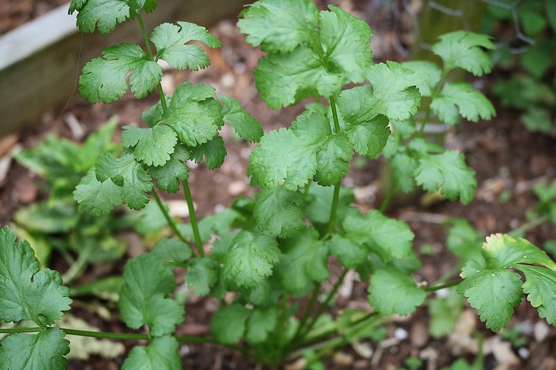 Cilantro