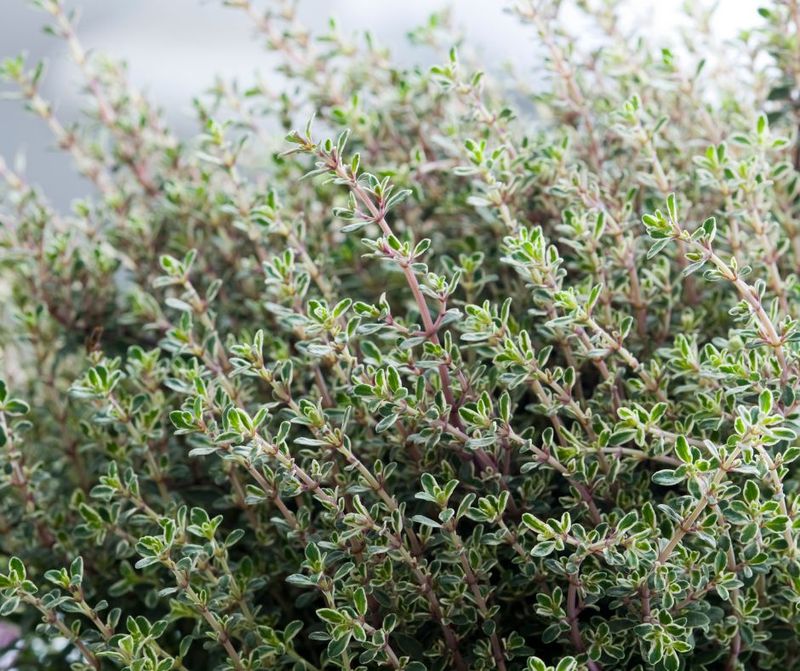 Thyme