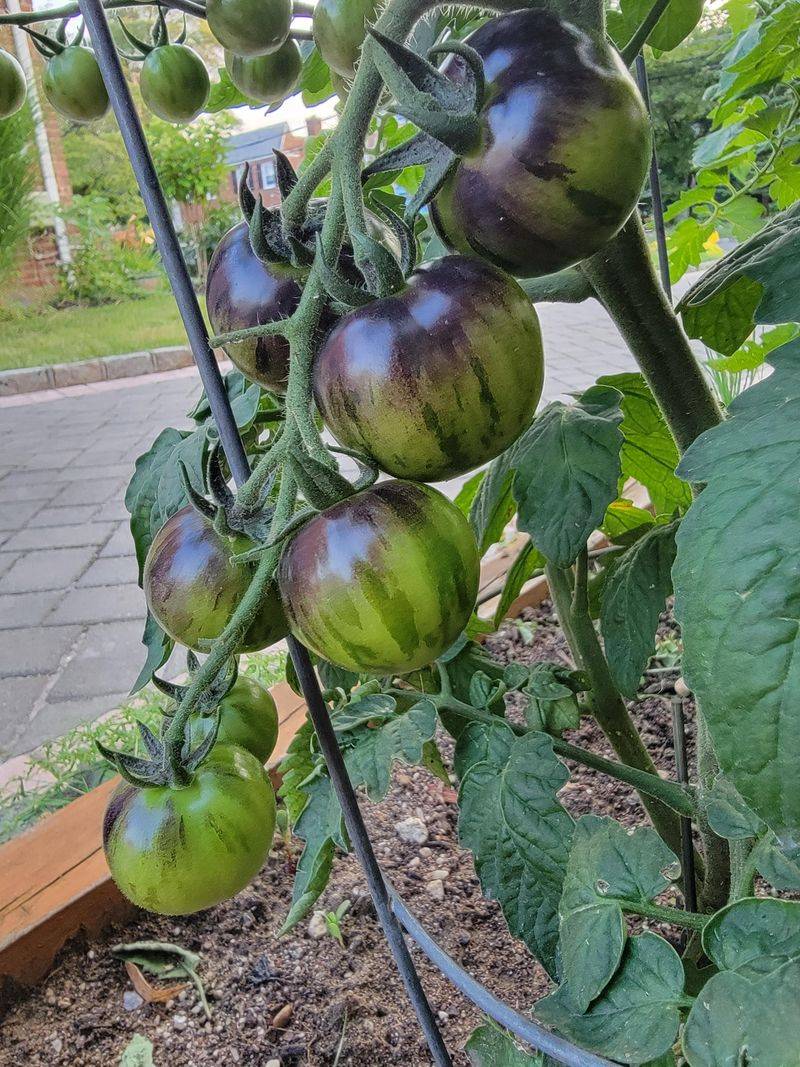 Tomatoes: The Disease Spreaders