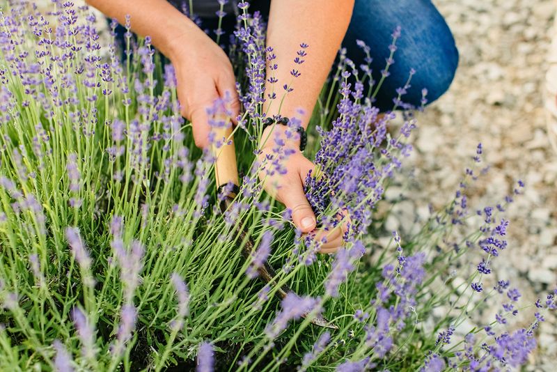 Lavender