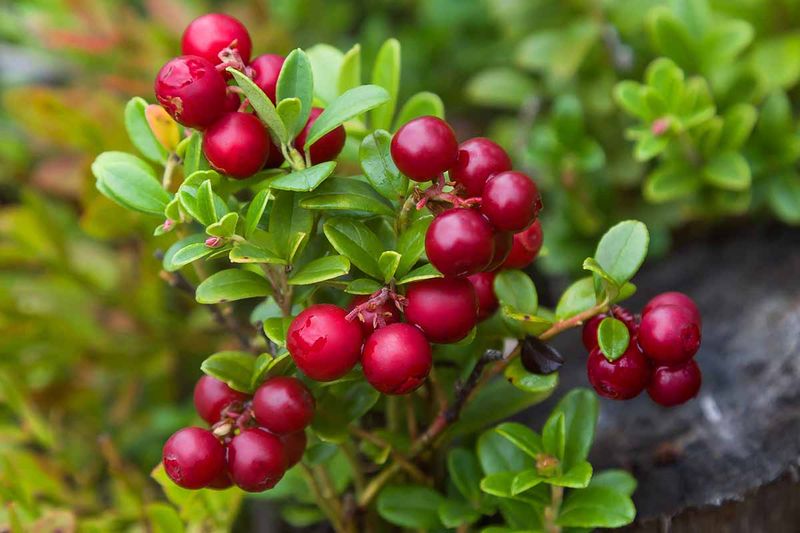 Lingonberries: The Groundcover Champions