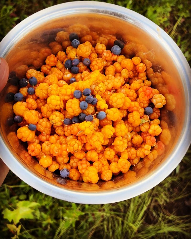 Cloudberries