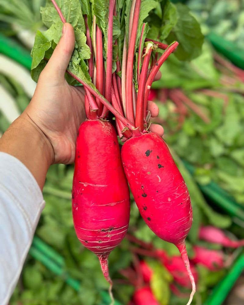 Daikon Radish