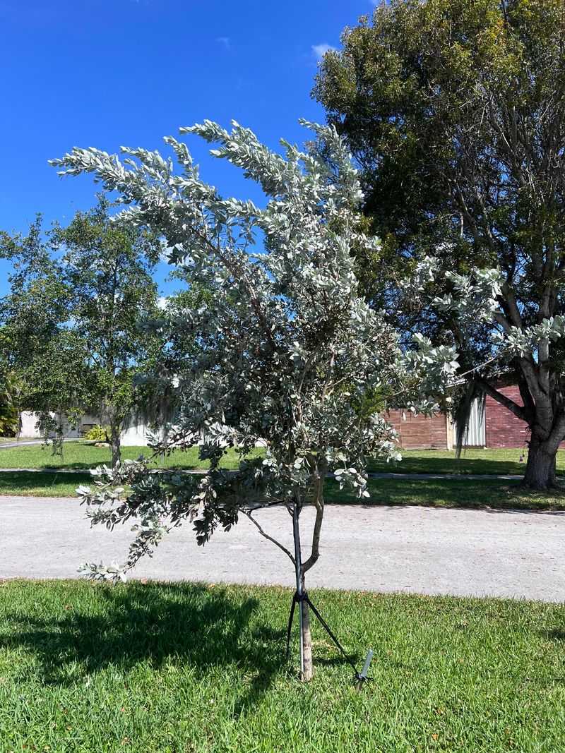 Buttonwood