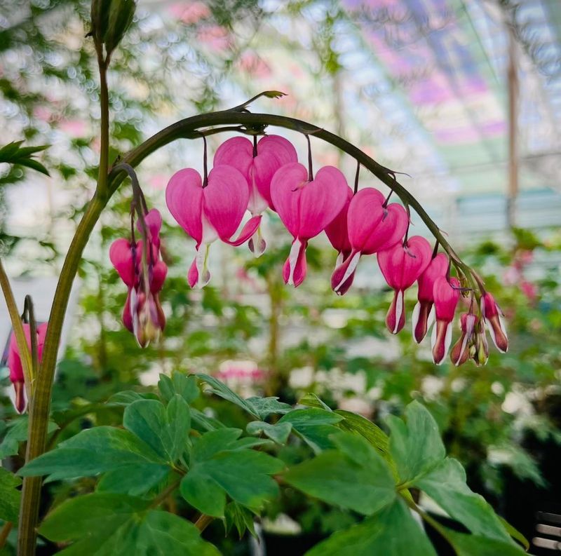 Bleeding Heart – The Romantic Early Bloomer