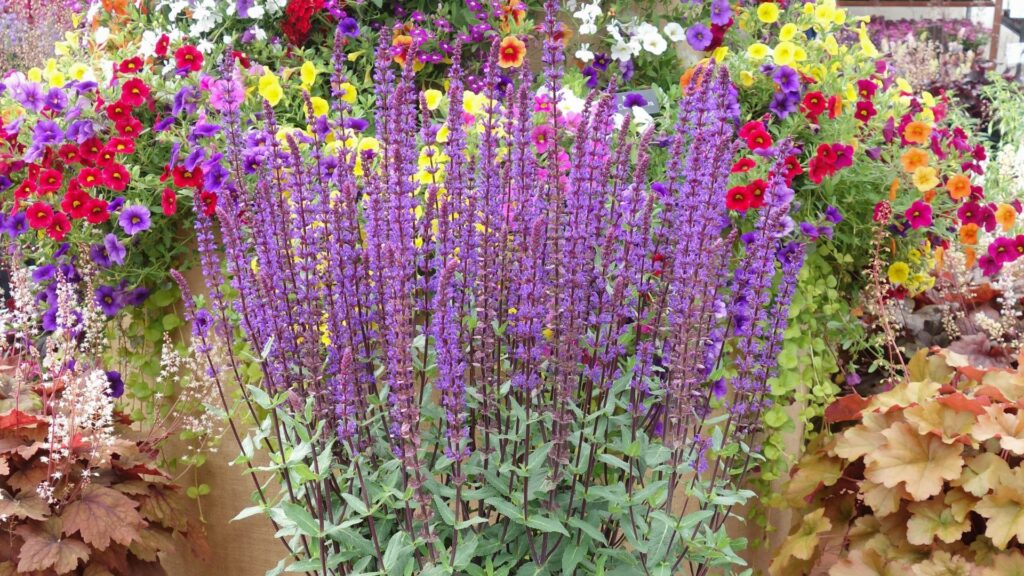 Salvia