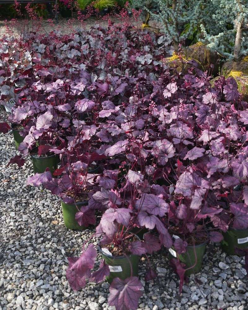 Heuchera 'Palace Purple'