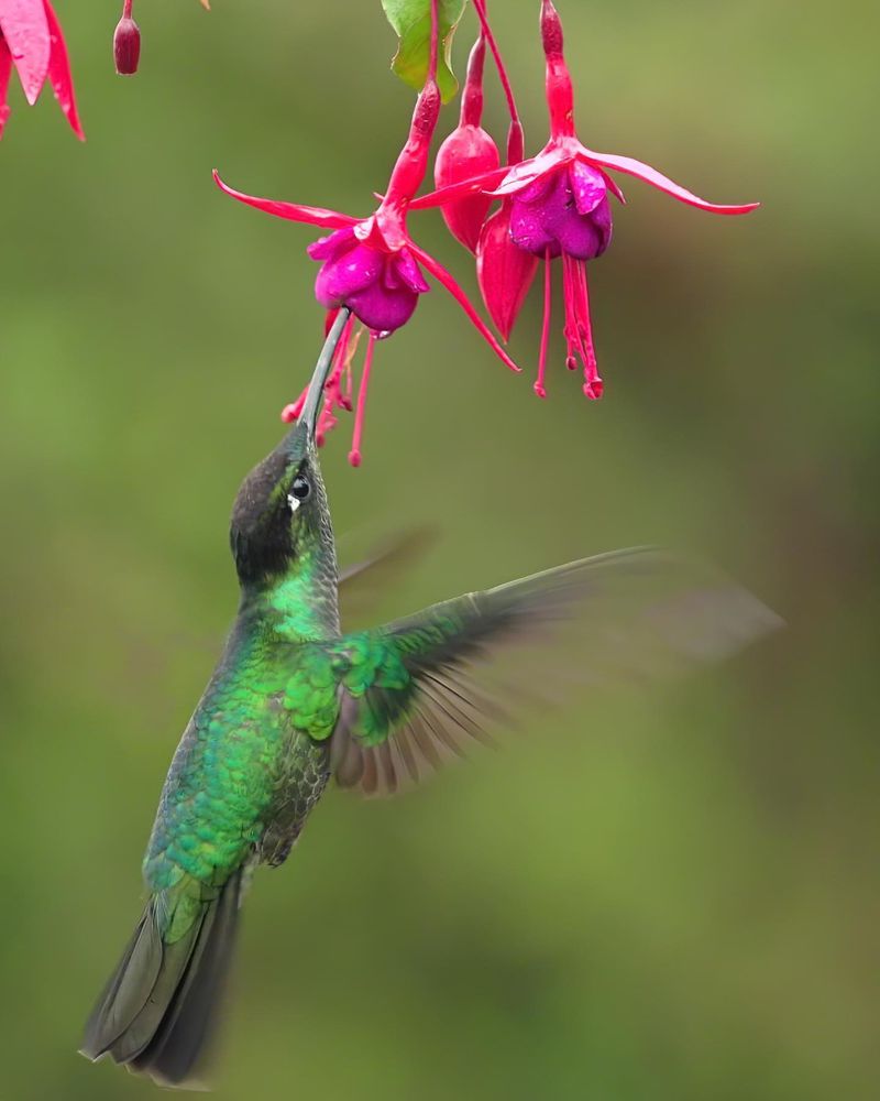 Fuchsia