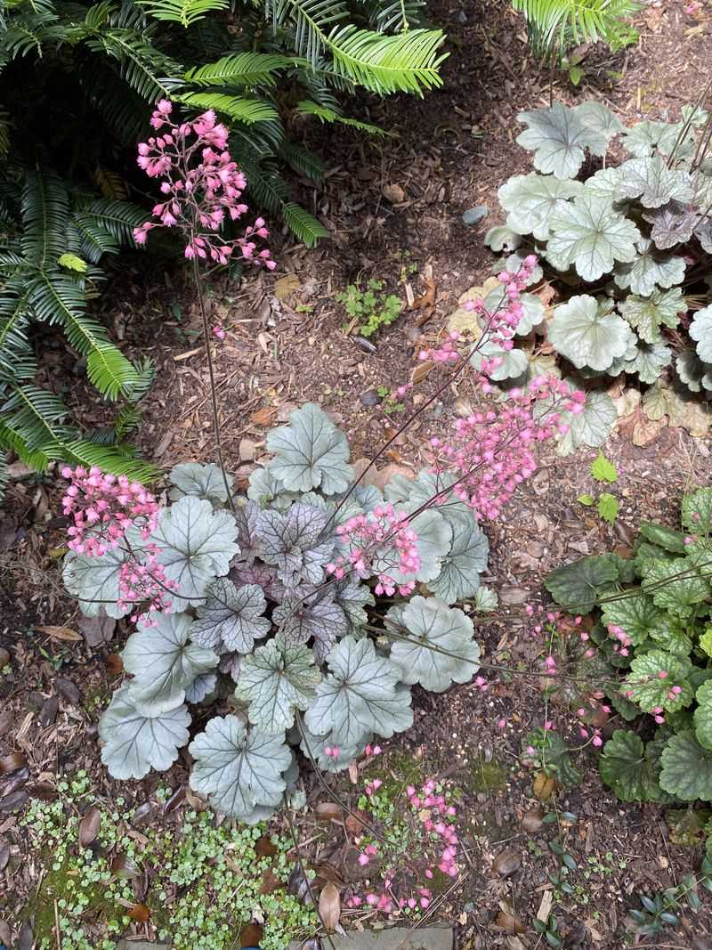 Coral Bells: Colorful Foliage All Season Long