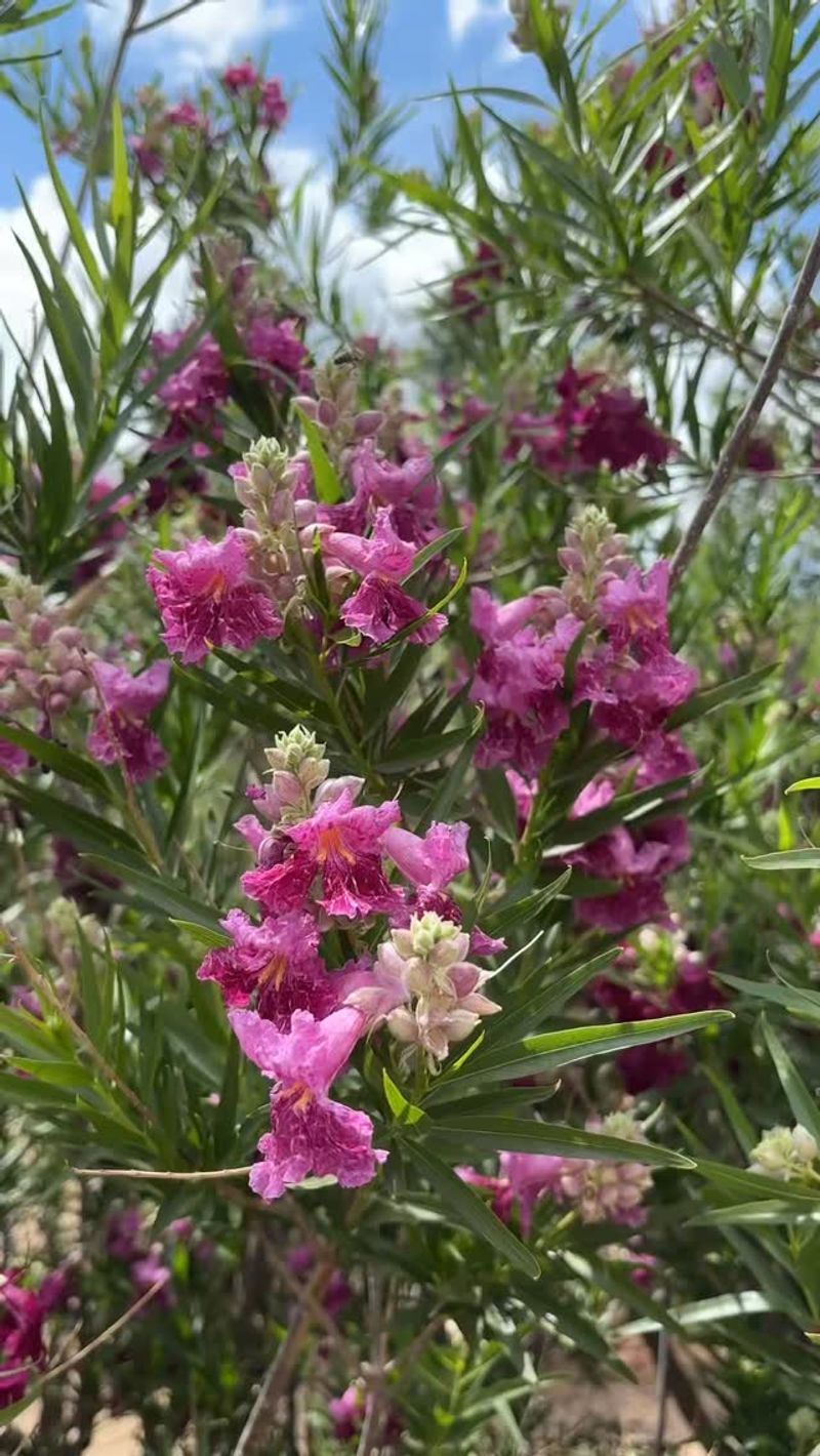 Desert Willow