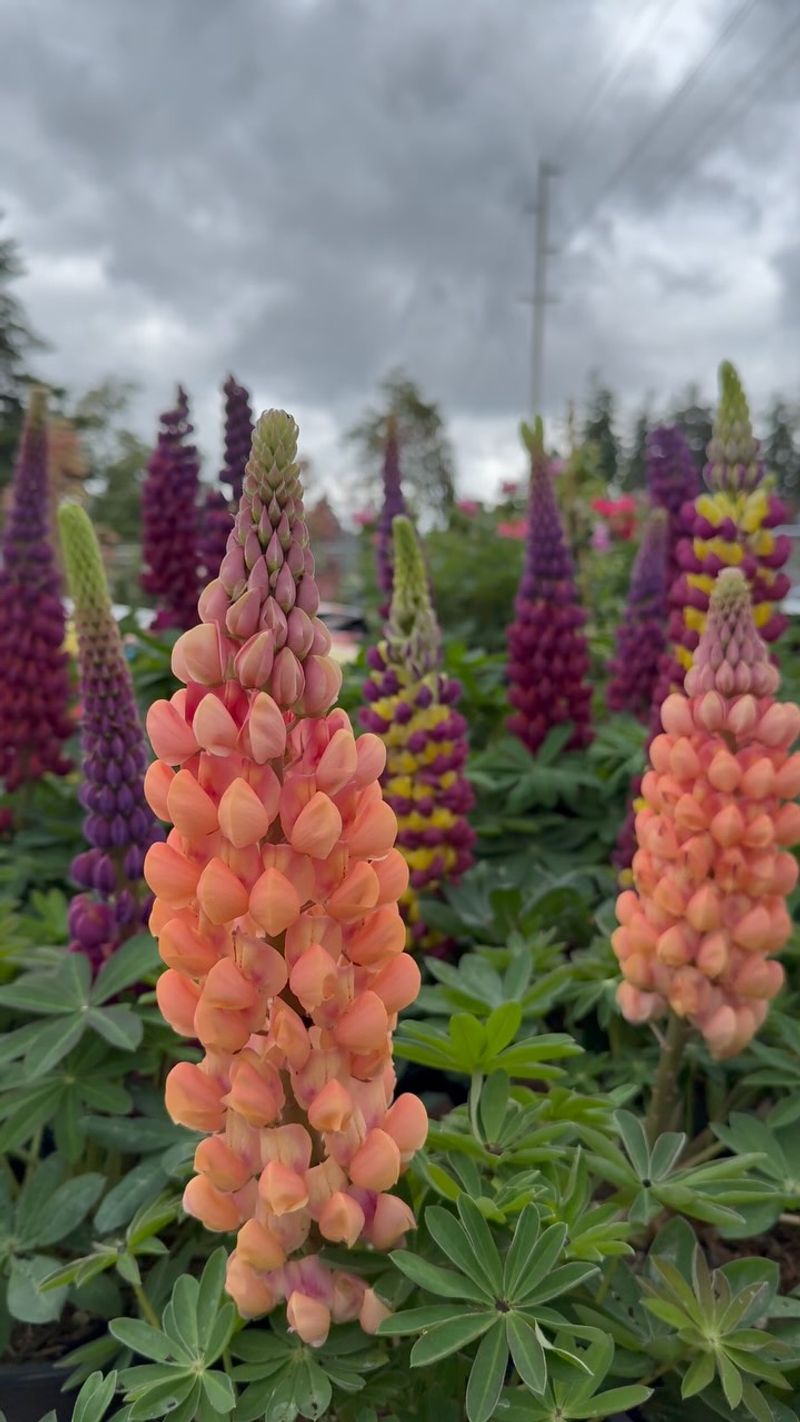 Lupine