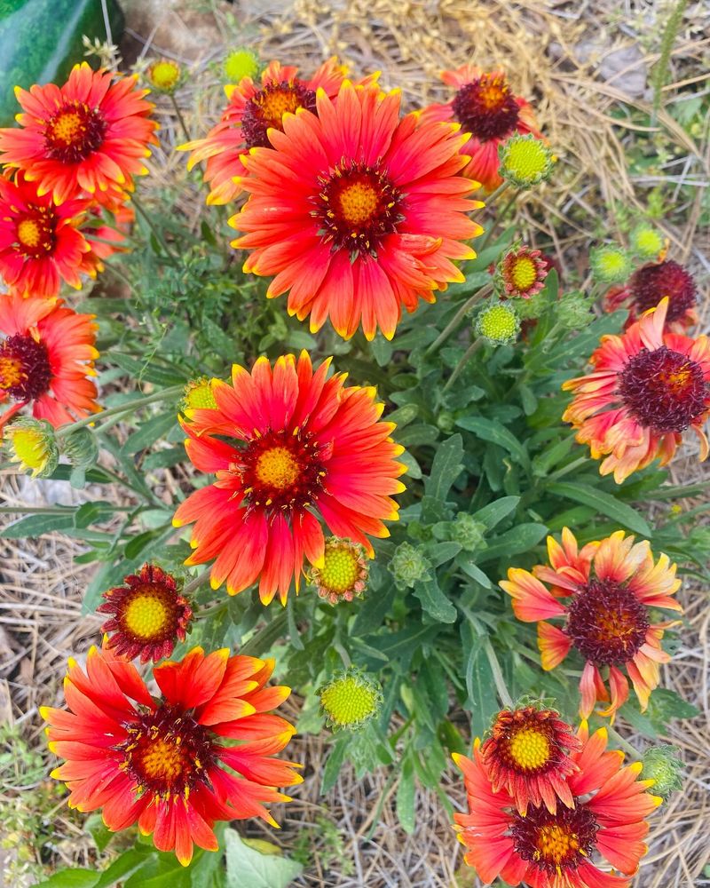 Blanket Flower