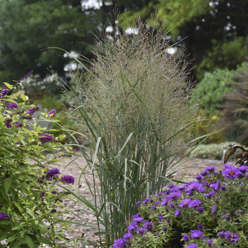Ornamental Grasses (Panicum)