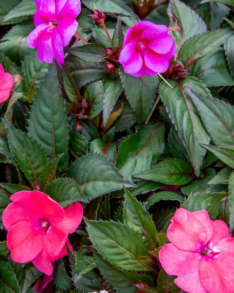 Impatiens SunPatiens