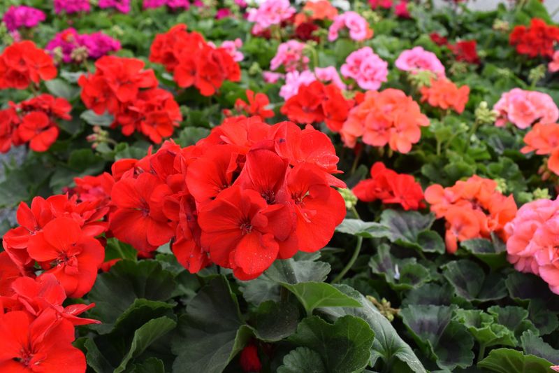 Geraniums