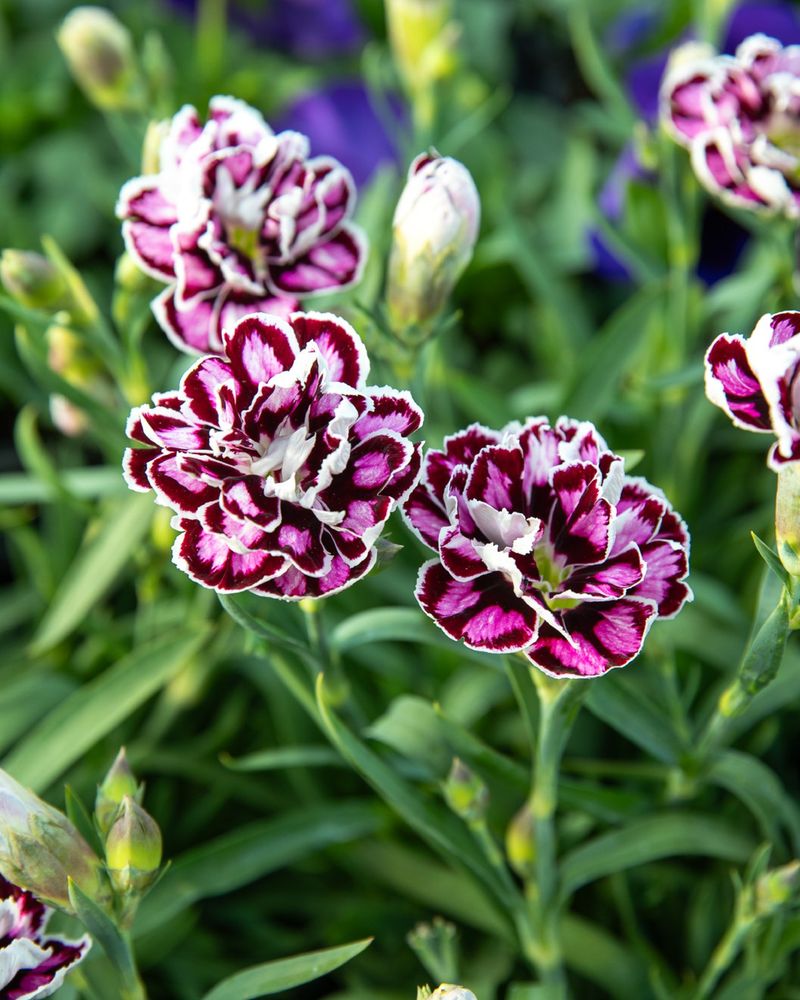 Dianthus